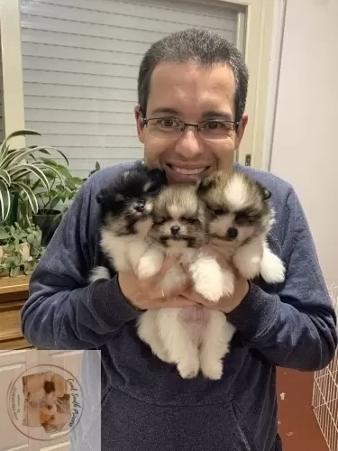  South Princess Poms 