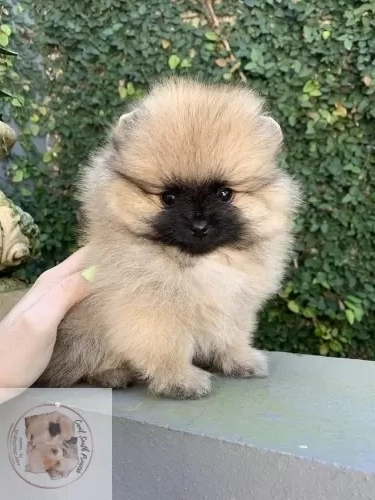 South Princess Poms Fiukinho