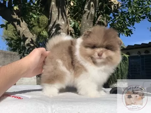 South Princess Poms Brownie